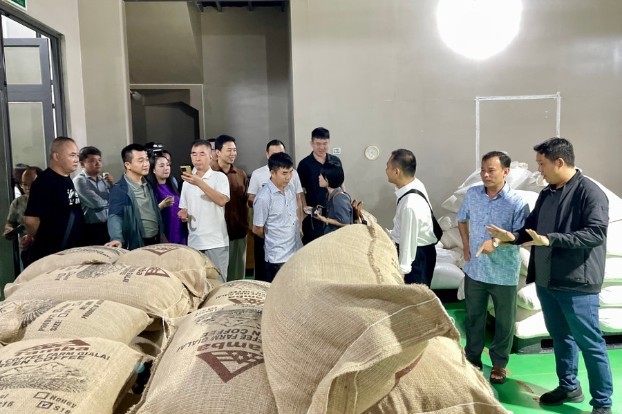 Eine chinesische Wirtschaftsdelegation informiert sich bei der Tam Ba Production and Service Company Limited (Gemeinde Bien Ho) über den Kaffeeverarbeitungsprozess. Foto: Vu Thao 5.jpg