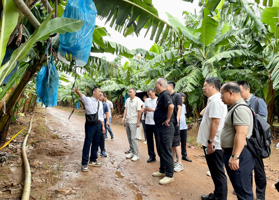 Die Delegation besuchte das Bananenanbaugebiet und die Verarbeitungsanlage der Gia Lai Livestock Joint Stock Company, einem Mitglied der Hoang Anh Gia Lai Group, in der Gemeinde Lo Pang. Foto: Vu Thao 1.jpg