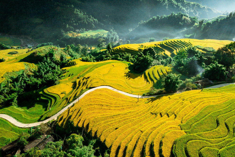Mùa vàng Sa Pa. Ảnh: Dương Quốc Hiếu/VnExpress sa-pa-2-9248-1650277614-1549-1652148658.png