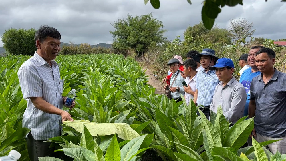 Giám đốc Trung tâm Dịch vụ Nông nghiệp huyện Krông Pa Âu Thành Trung (bìa trái) trao đổi với đoàn công tác về kỹ thuật gieo ươm, trồng, chăm sóc cây thuốc lá nâu. Ảnh: Quang Ngọc img-9012.jpg