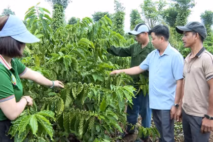 Nông dân Ia Grai liên kết để sản xuất cà phê bền vững