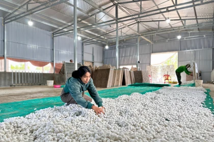 Dâu tằm mở sinh kế bền vững cho nông dân