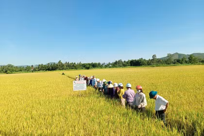 Mở rộng cánh đồng lớn, nâng tầm hạt lúa