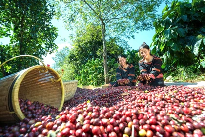 Tháo gỡ áp lực về vốn cho doanh nghiệp xuất khẩu nông sản