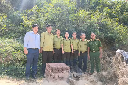 Siết chặt quản lý, bảo vệ động vật hoang dã 