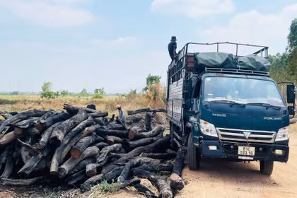 Báo động tình trạng xâm hại rừng vùng giáp ranh 