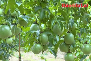 Giữ vững vị thế chanh leo Việt Nam