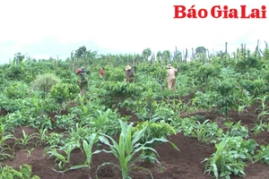 Nông dân Chư Pưh kỳ vọng cho vụ sản xuất mới