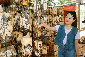 Nghề trồng nấm ở Krông Ana