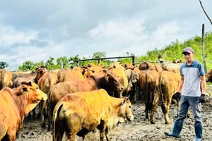 Nông dân Hoàng Văn Câu làm giàu từ nuôi bò vỗ béo