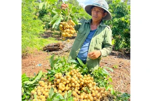 Xây dựng mã số vùng trồng để xuất khẩu nhãn T6