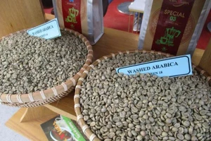 Giá cà phê hôm nay 19-12: Robusta tiếp tục giảm nhưng Arabica tăng