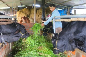 Đak Pơ chủ động phòng ngừa dịch bệnh cho gia súc