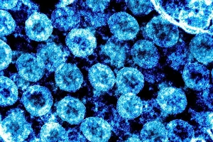 Phát hiện cây hương nhu chứa chất ức chế sự phát triển của virus SARS-CoV 2