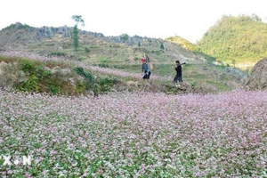 250ha tam giác mạch sẵn sàng cho 'Miền hoa thương nhớ' ở cao nguyên đá Đồng Văn