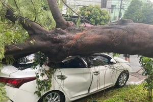 Cây xanh lâu năm trong sân trường tiểu học ở quận 12 bật gốc, ngã đè ô tô đậu trên đường