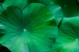 Bài thuốc từ lá sen giúp giảm cân, an thần hiệu quả