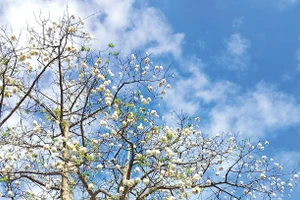 Vấn vương bông gòn