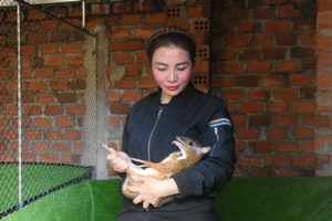 “Ngược lối” với mô hình nuôi cheo cheo