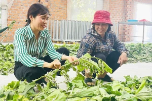 Cây dâu tằm “bén đất” Ia Pa