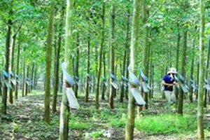 Quân đoàn 34 thông báo mời tham gia đấu giá mua mủ cao su khai thác năm 2025