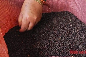 Giá tiêu hôm nay 24-4: Giằng co quyết liệt