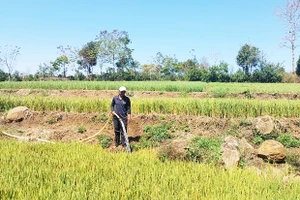 Lúa Đông Xuân trước nguy cơ hạn cuối vụ