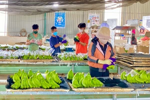 Định giá tài sản hình thành trong tương lai: Thêm “cánh cửa” tiếp cận vốn cho doanh nghiệp