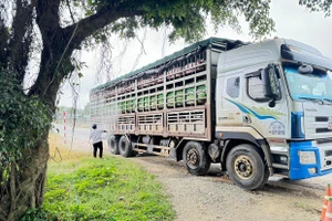 Chủ động phòng, chống dịch tả heo châu Phi