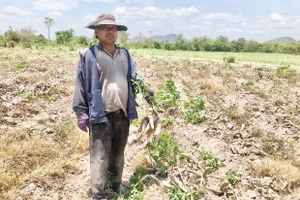 Krông Pa: Người trồng mì chịu thiệt hại kép