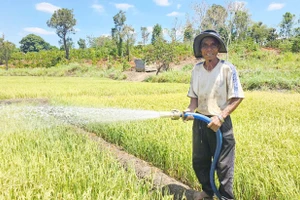Làng Pan nguy cơ mất mùa lúa
