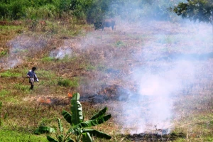 Mùa rẫy tới
