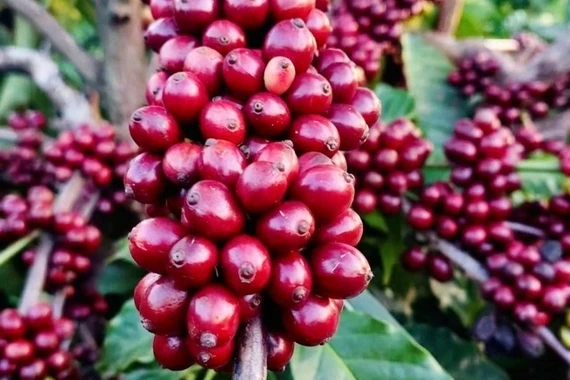 Cà phê giảm nhẹ, về mức 89.500-90.500 đồng/kg