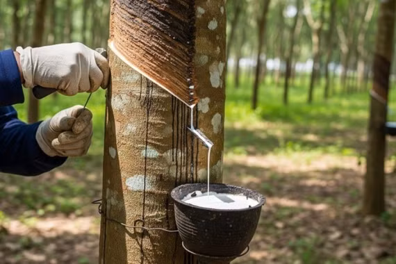 Giá cao su chạm mức cao nhất trong gần 1 thập kỷ