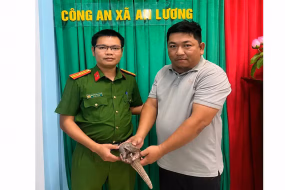 Gia Lai: Người dân giao nộp 1 cá thể tê tê Java quý hiếm