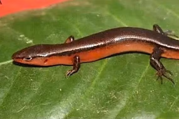 Phát hiện loài thằn lằn mới tại Vườn Quốc gia Vũ Quang