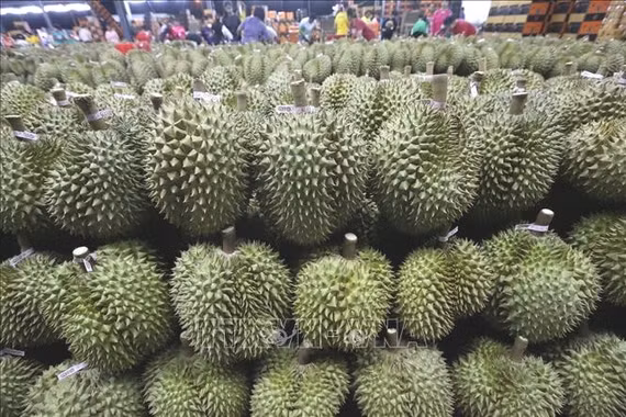 Thái Lan ngăn chặn sầu riêng non, kém chất lượng xâm nhập thị trường