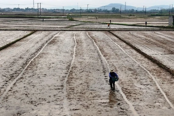 Gia Lai triển khai hơn 688 ha lúa giảm phát thải trong vụ Đông Xuân 2025-2026