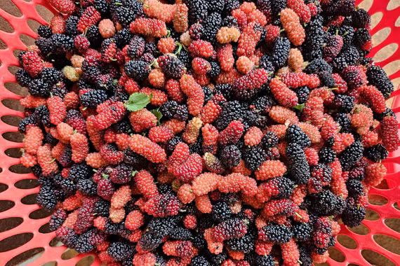 Lợi ích bất ngờ của quả dâu tằm với sức khỏe