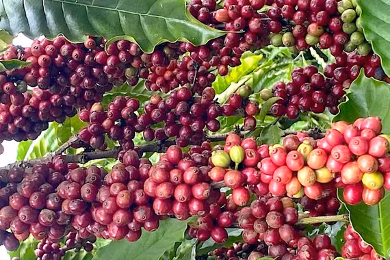 Giá cà phê quay đầu giảm mạnh 1.300 đồng/kg trong ngày 18-4
