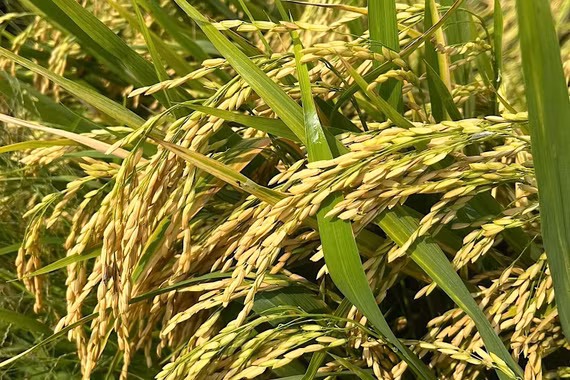 Giá lúa tươi khởi sắc phiên giữa tuần