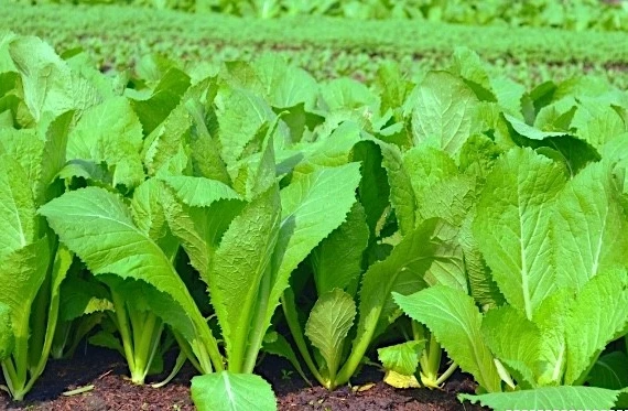 Những người "đại kỵ" với cải bẹ xanh