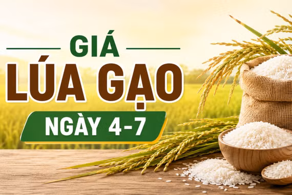 Giá lúa gạo ngày 4-7: Gạo xuất khẩu đồng loạt khởi sắc