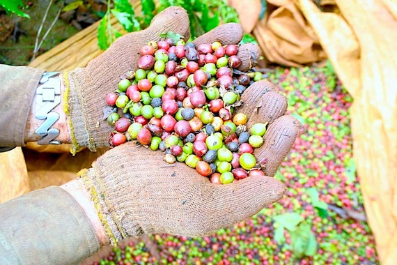 Ngày 6-2, giá cà phê trong nước tiếp tục giảm 800-900 đồng/kg.