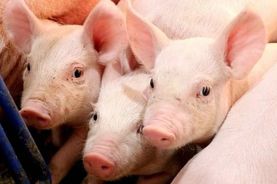 Tiếp chuỗi tăng, giá heo hơi tiến sát 80.000 đồng/kg