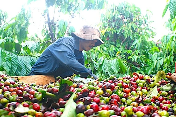 Cà phê đảo chiều tăng, hồ tiêu giảm đến 1.000 đồng/kg