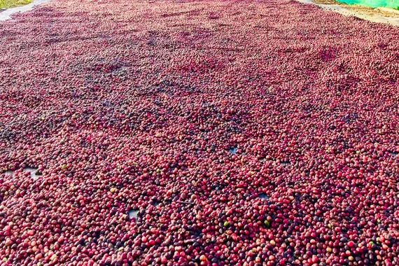 Thị trường cà phê thế giới hồi phục sau chuỗi ngày giảm sâu