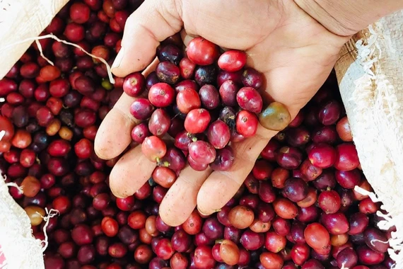 Giá cà phê tăng thêm 500-600 đồng/kg trong ngày 11-2