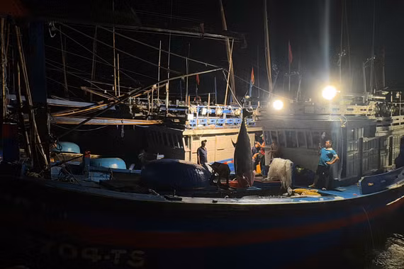 Cá ngừ đại dương "khổng lồ" nặng hơn 300 kg cập bến tại cảng cá Tam Quan