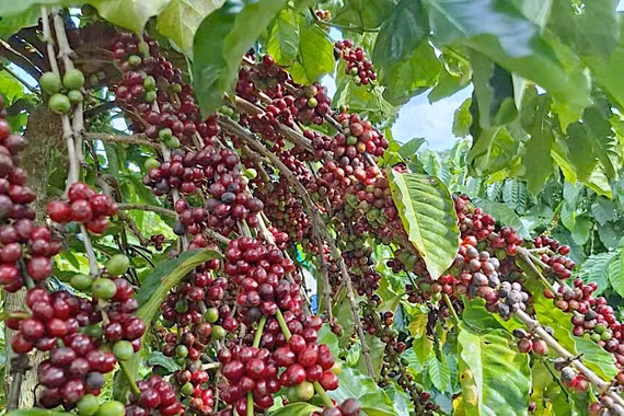Ngày 5-6, giá cà phê tại Gia Lai giảm 1.300 đồng/kg